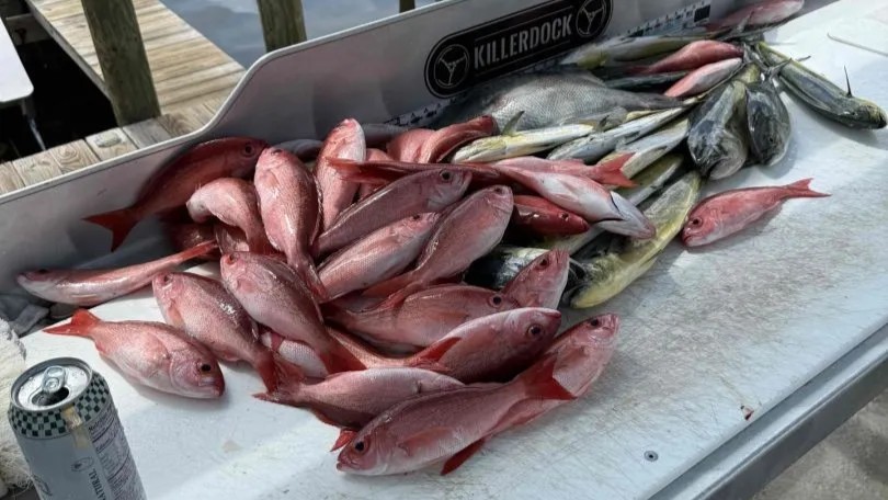 Fresh caught fish displayed on cleaning table at Panama City Beach FL fishing trip