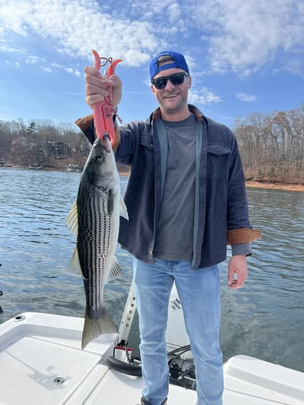 Striped bass catch displayed on boat in Buford GA