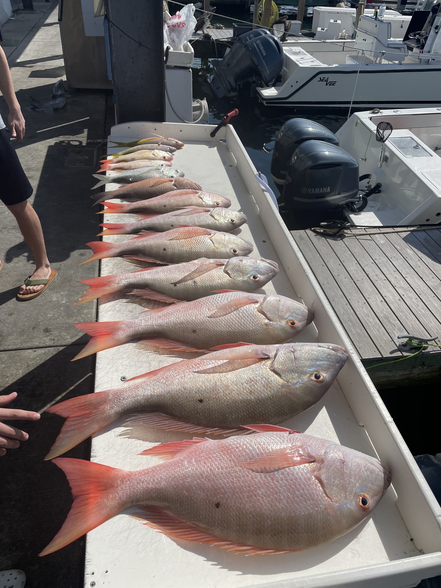 4 Mutton Snapper fish caught while fishing in Key West