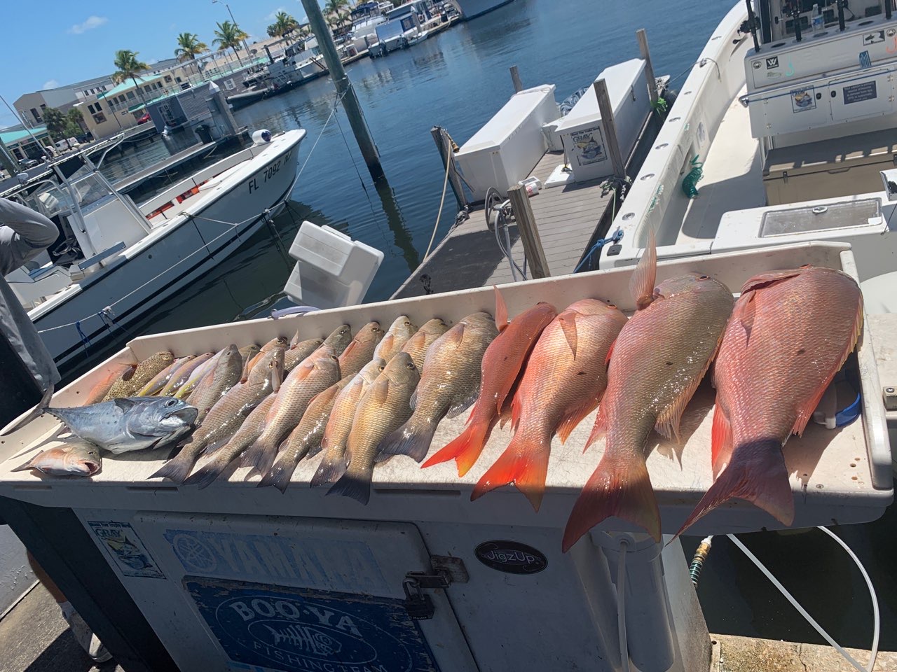 Six fish caught in Key West during a fishing outing