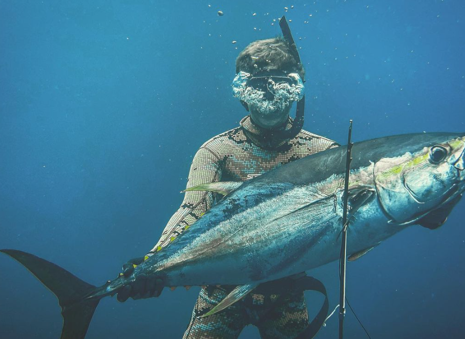 Yellowfin tuna fish in Rincón
