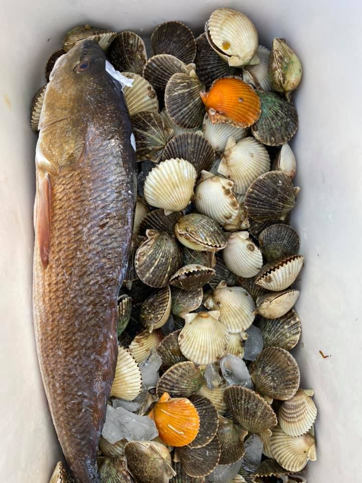 One fish at Horseshoe Beach