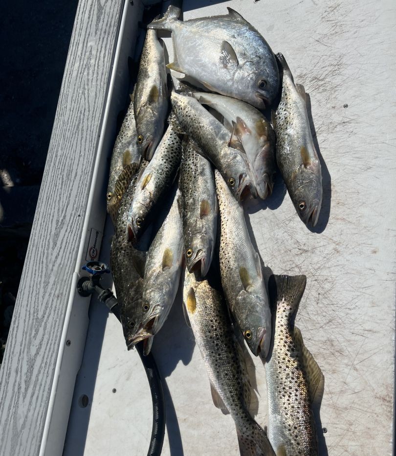 Fresh caught speckled trout arranged on boat deck in Fort Myers Beach FL