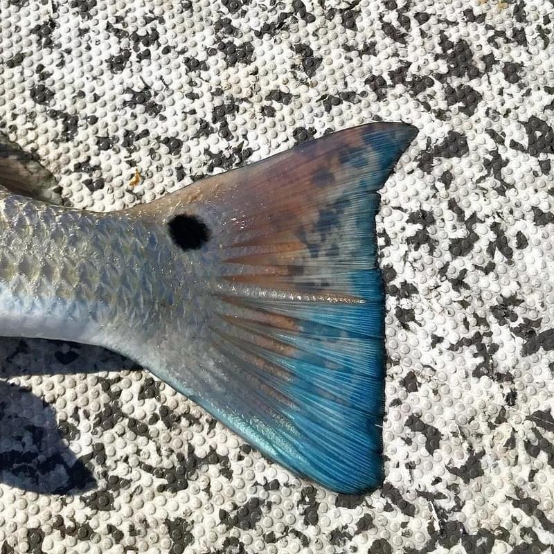 Angler fishing in Tavernier