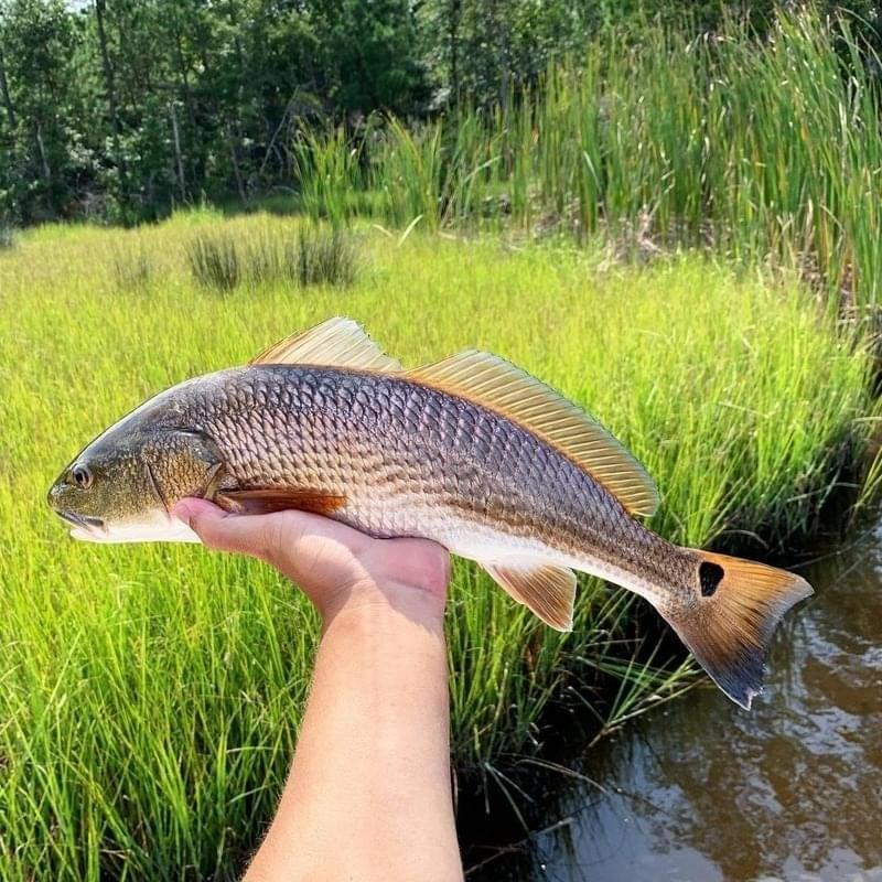 Redfish caught in Tavernier