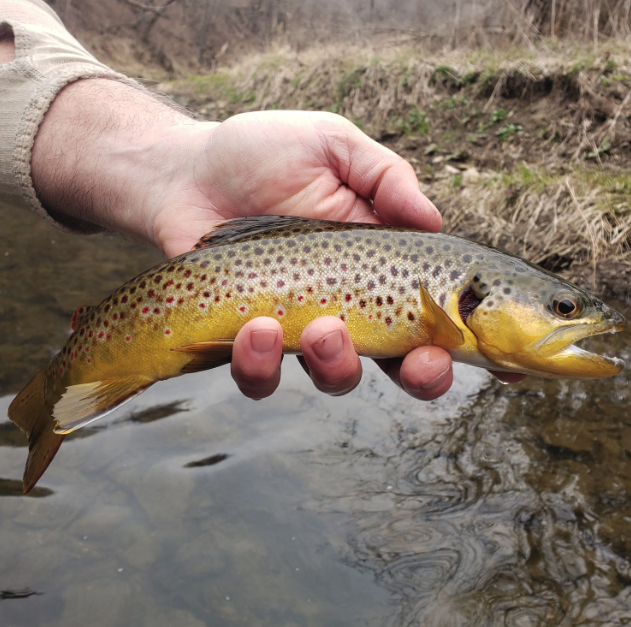 Rush River Trout Fishing - Martell, WI 