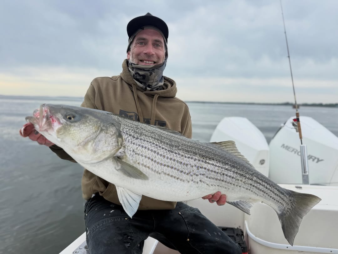 Striped bass catch on fishing boat in Carteret NJ waters