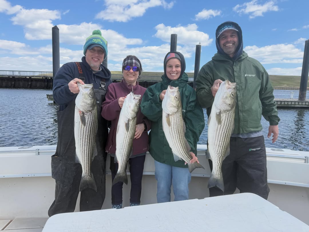 Four striped bass caught during fishing trip in Carteret NJ displayed on boat deck