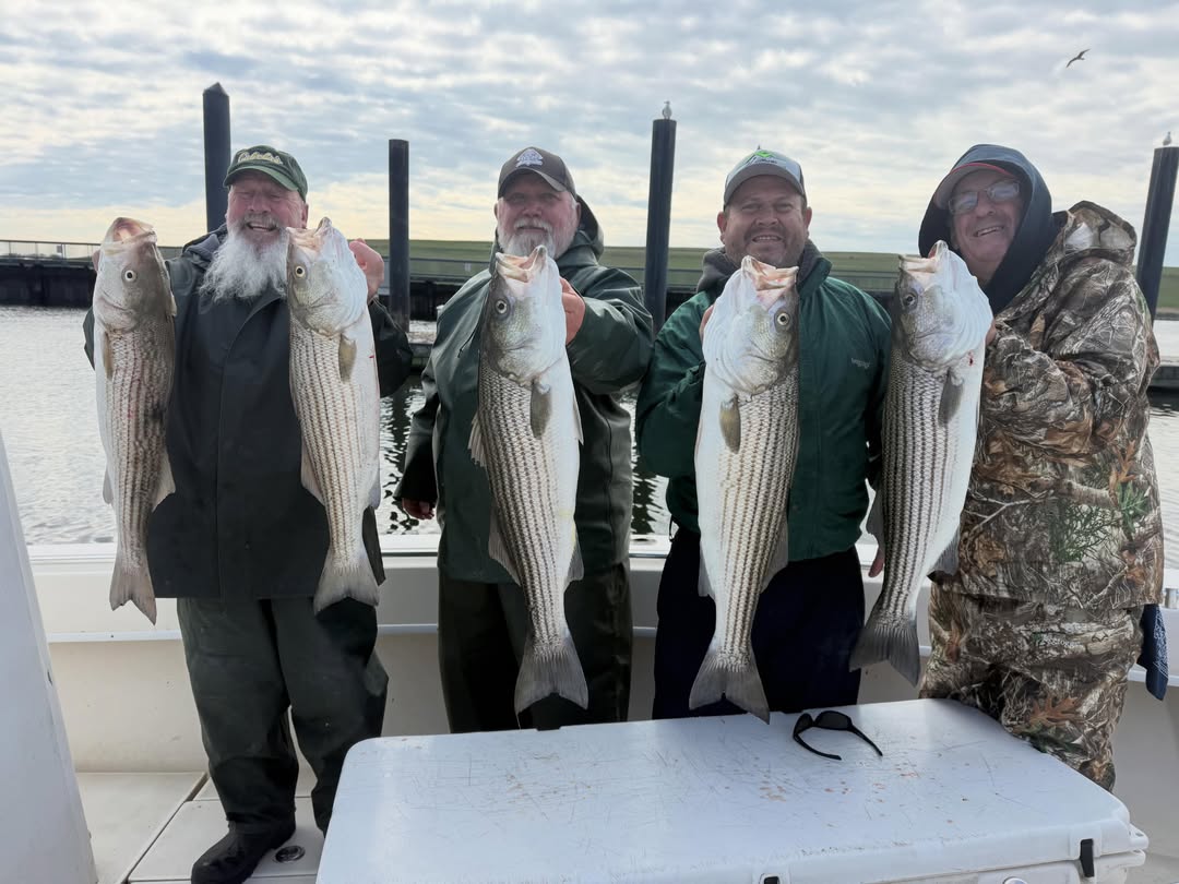 Successful striped bass fishing trip in Carteret NJ with five large striped bass caught