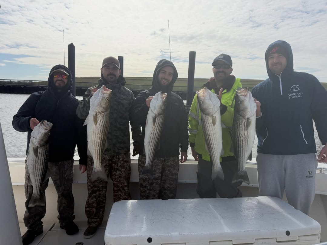 Five striped bass caught during fishing trip in Carteret NJ displayed on boat deck