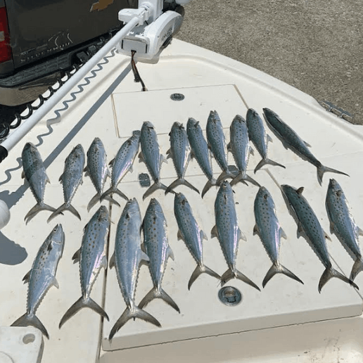 18 Spanish Mackerel fish caught in Wilmington