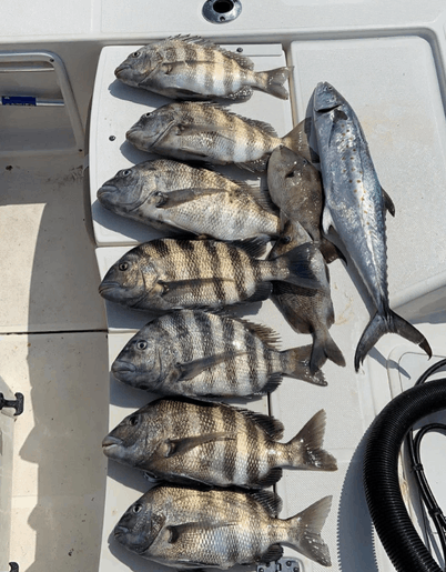 8 sheepshead fish caught in Wilmington