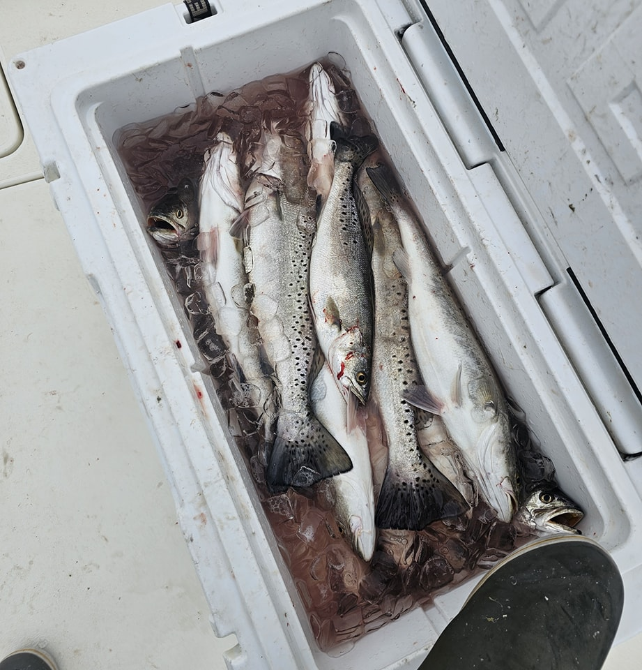 Spotted Weakfish caught while fishing in LA