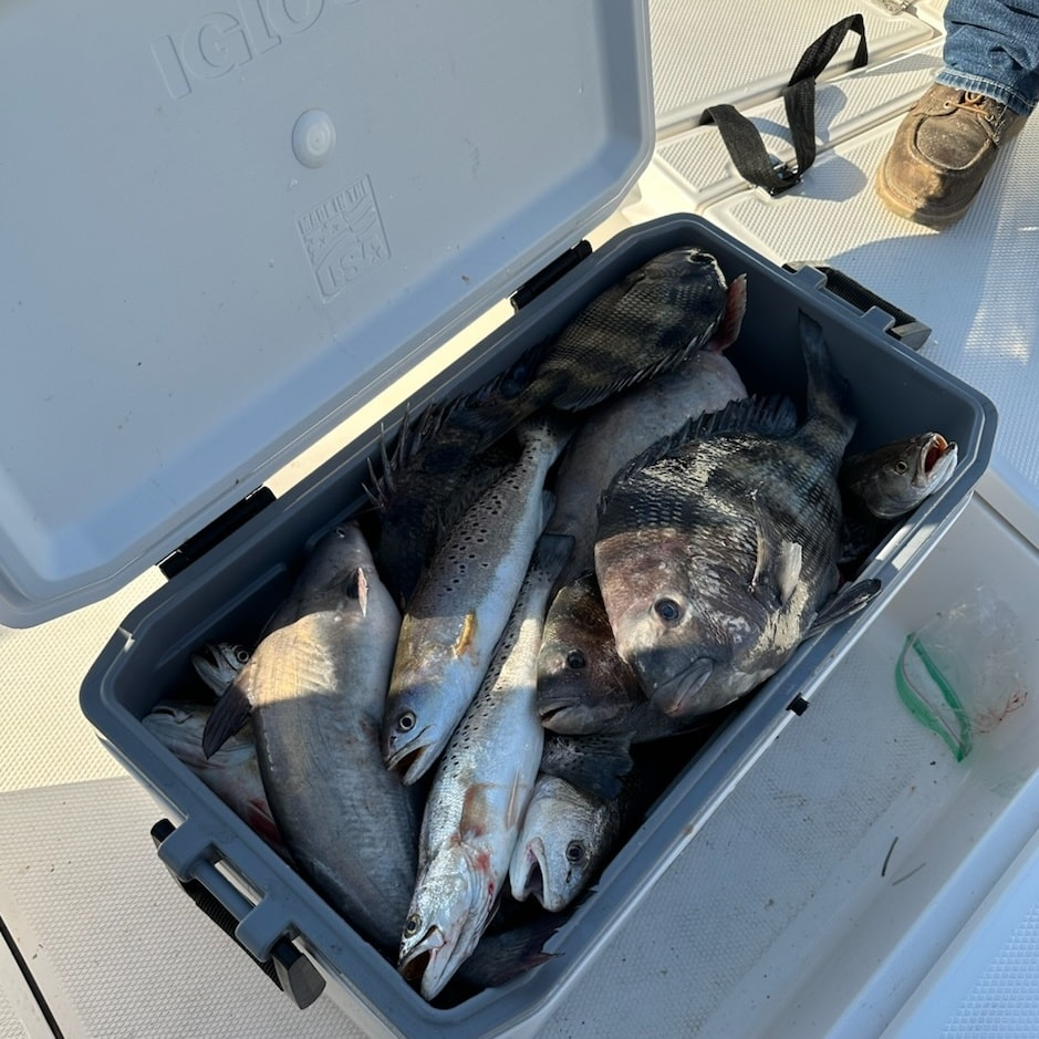 3 spotted weakfish caught in Slidell