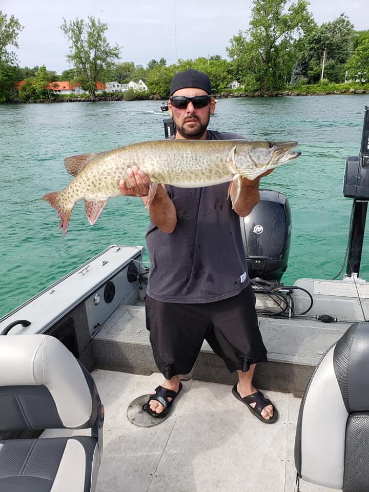 A lone muskellunge, a 29-inch big fish, caught while fishing in Welland