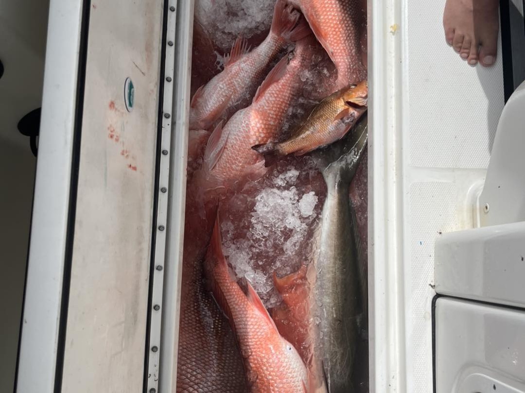 Fresh caught red snapper and grey snapper fish on ice in fishing boat cooler