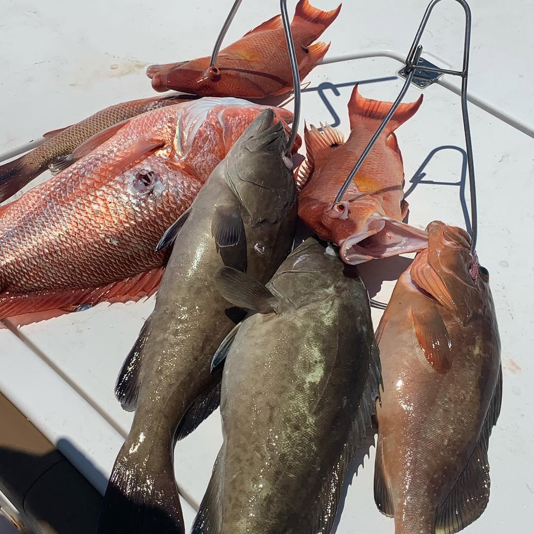 Fresh caught red grouper and other fish displayed on boat deck after successful fishing trip