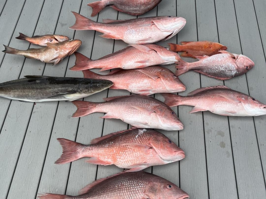 Fresh caught red snapper, red grouper, and cobia displayed on wooden dock after successful fishing trip