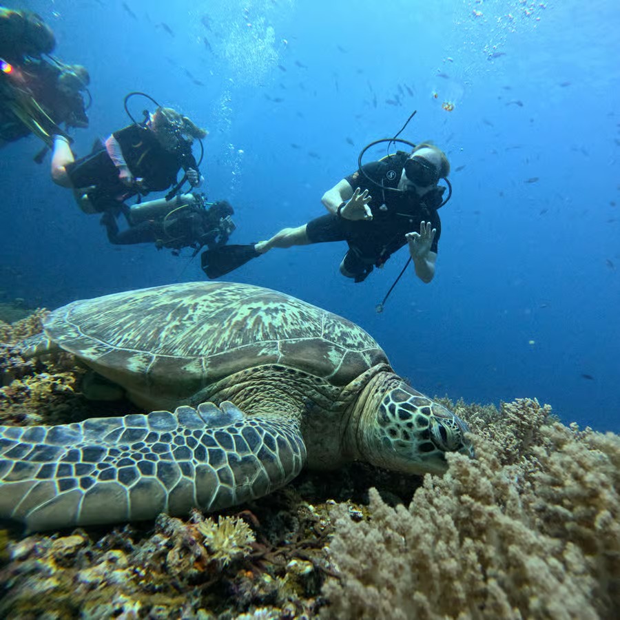 Sea turtle resting on coral reef with divers observing underwater in Ocala FL