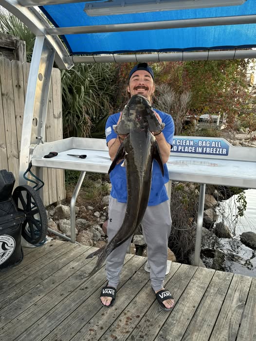A cobia fish caught while fishing in Shalimar