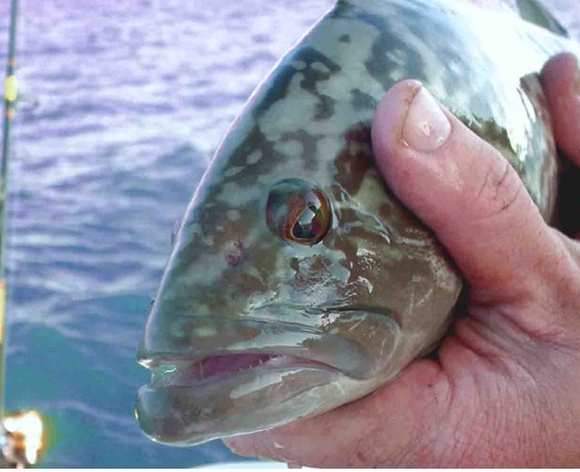 Fishing in FL: A Best, Great Catch!