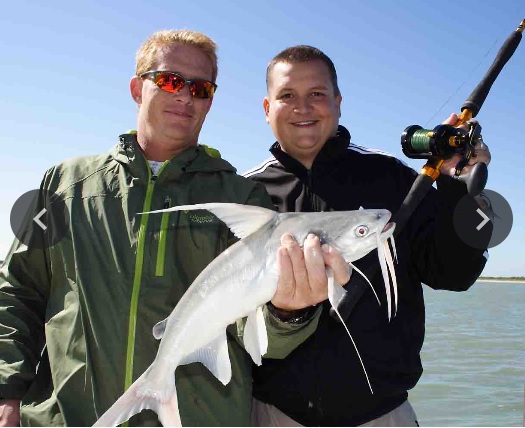 Gafftopsail sea catfish caught while fishing in St. Petersburg