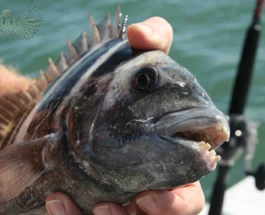 A photo of a sheepshead fish caught in St. Petersburg