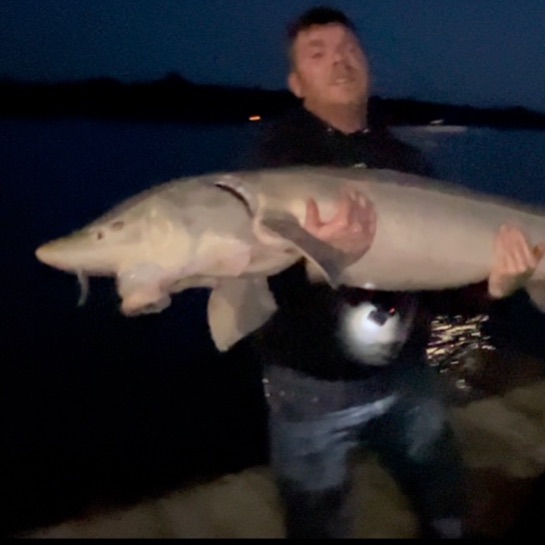 Lake sturgeon shore fishing guide with angler catching fish from riverbank