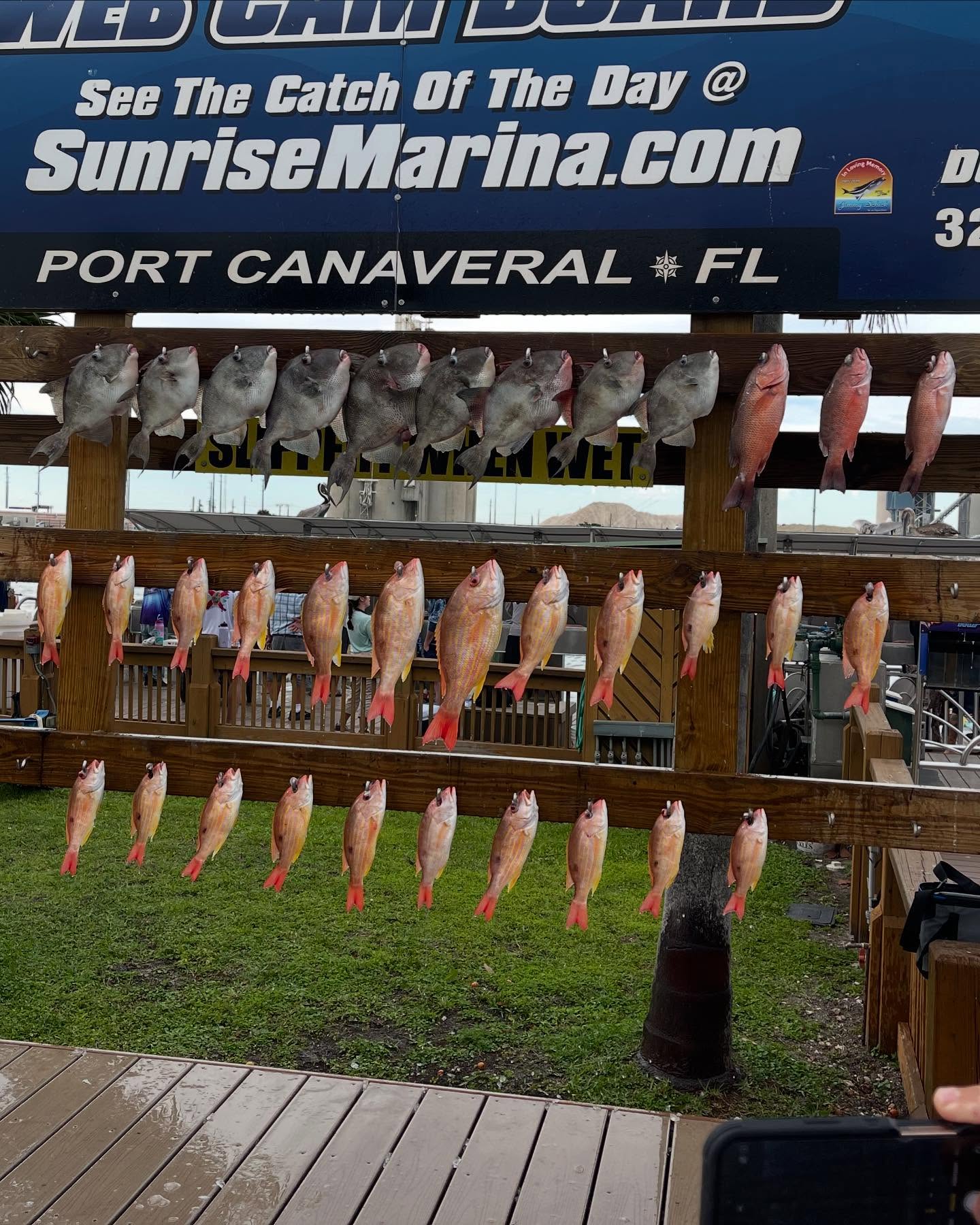 10 grey triggerfish caught in Port Canaveral