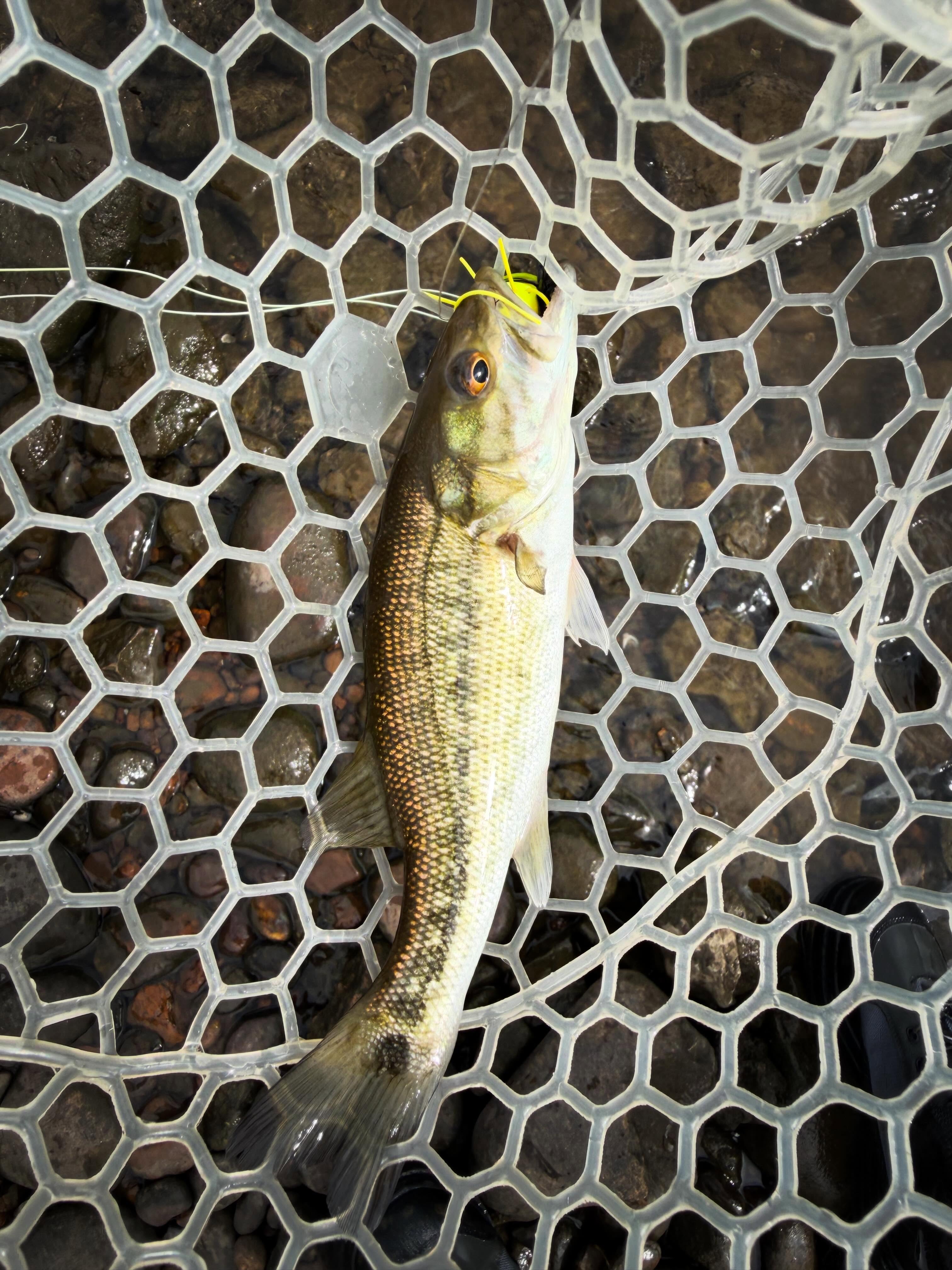 Spotted bass caught in fishing net in Chattanooga TN