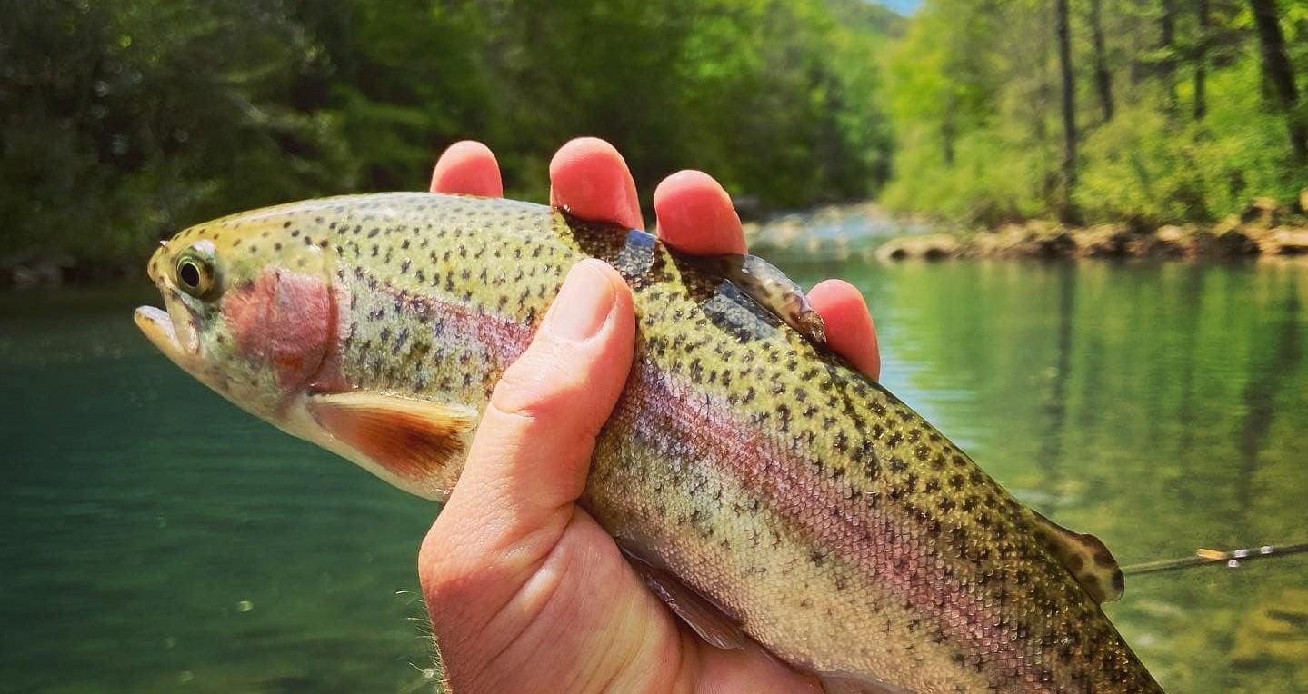 Fly Fishing in Chattanooga | 4 Hour Charter Trip