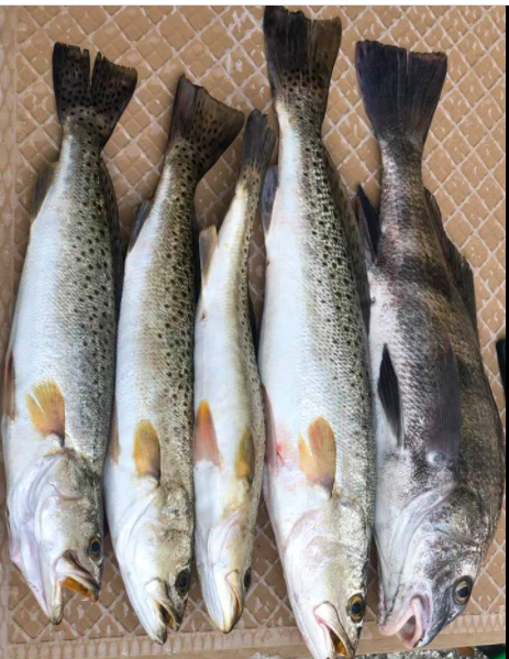 Three spotted weakfish in the waters of Homosassa