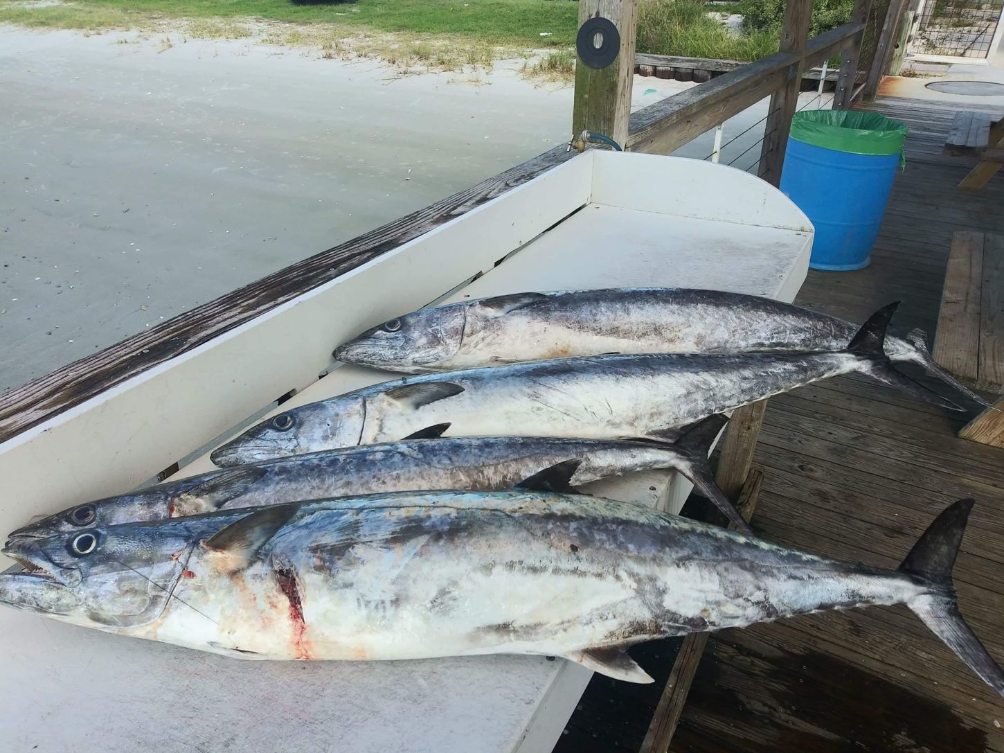 Pair of king mackerel fish caught in Orange Park