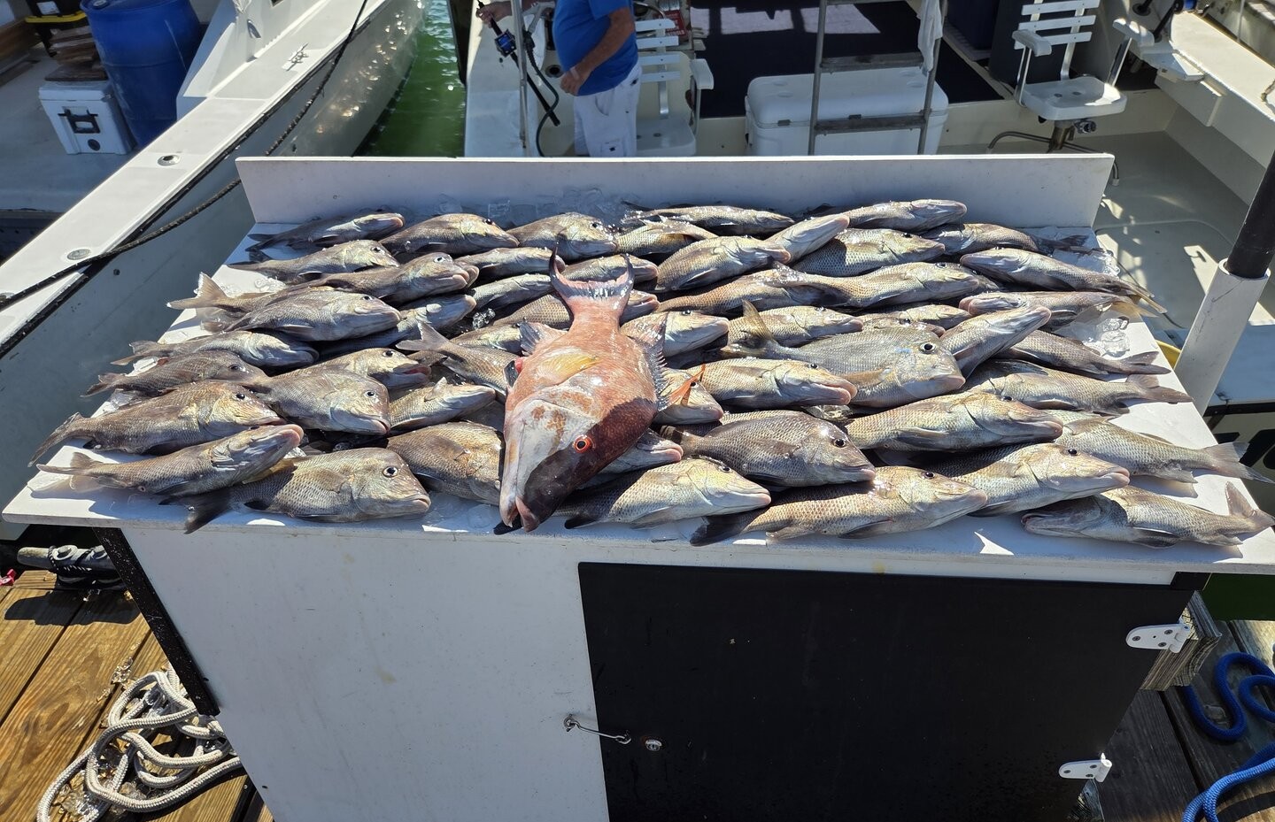 Large catch of fish displayed on boat deck in Clearwater FL with red snapper centerpiece