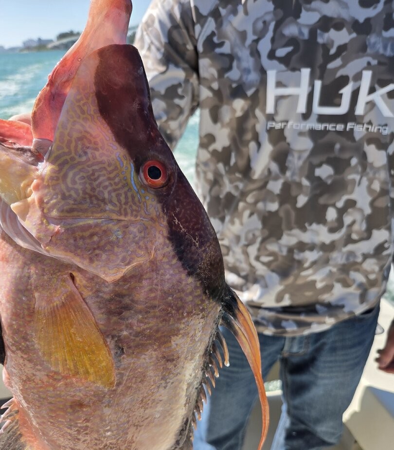 Large fish with distinctive markings and red eye being held after catch in Clearwater FL