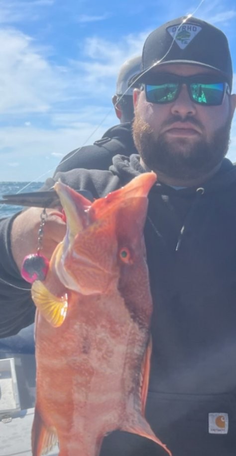 Fresh caught hogfish displayed on fishing boat in Clearwater FL