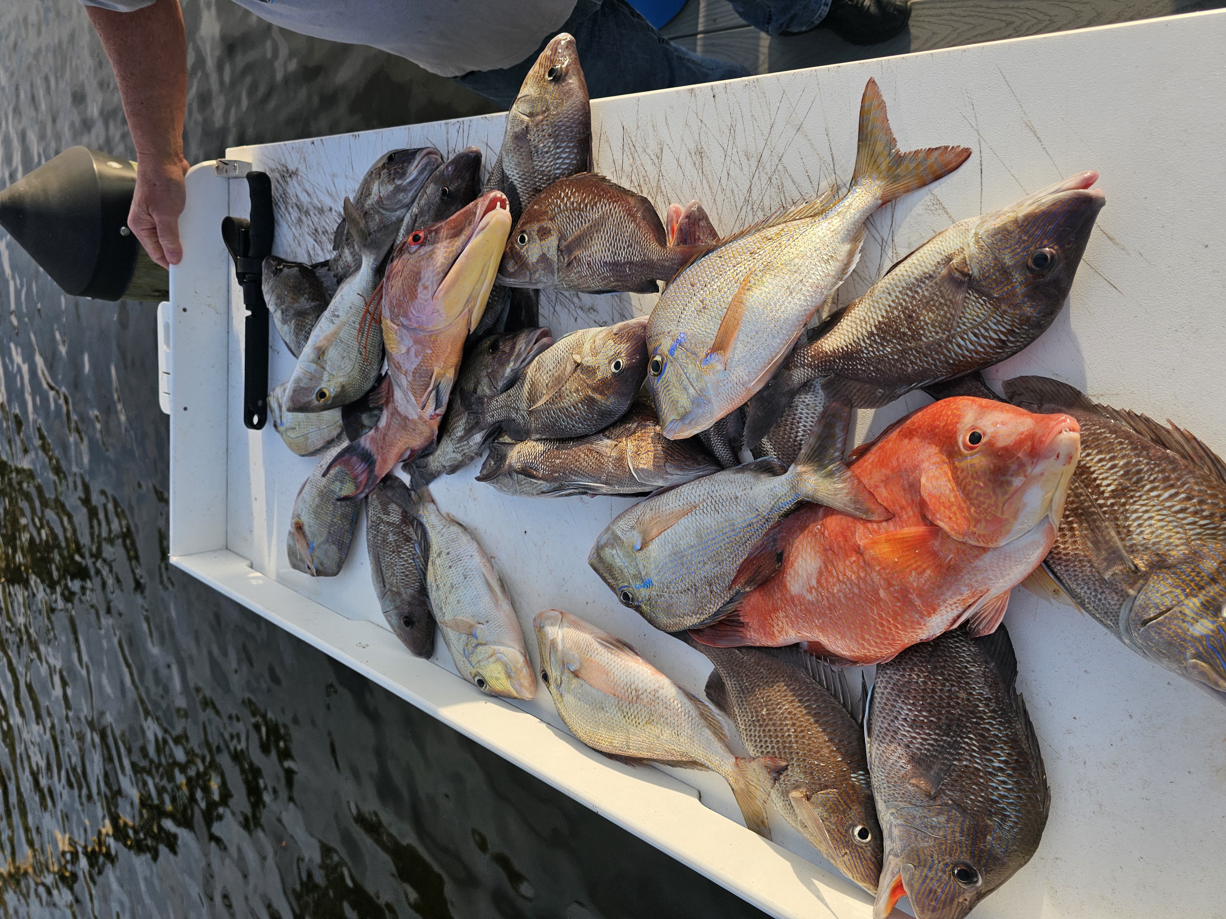 Three fish caught in Ruskin