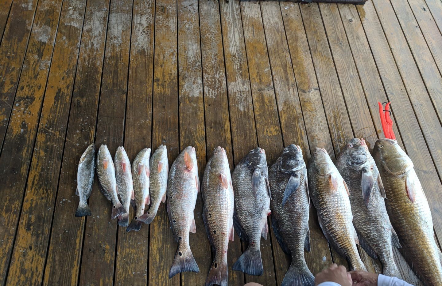 Fresh caught redfish, black drum, and speckled trout displayed on wooden dock in Theriot Louisiana