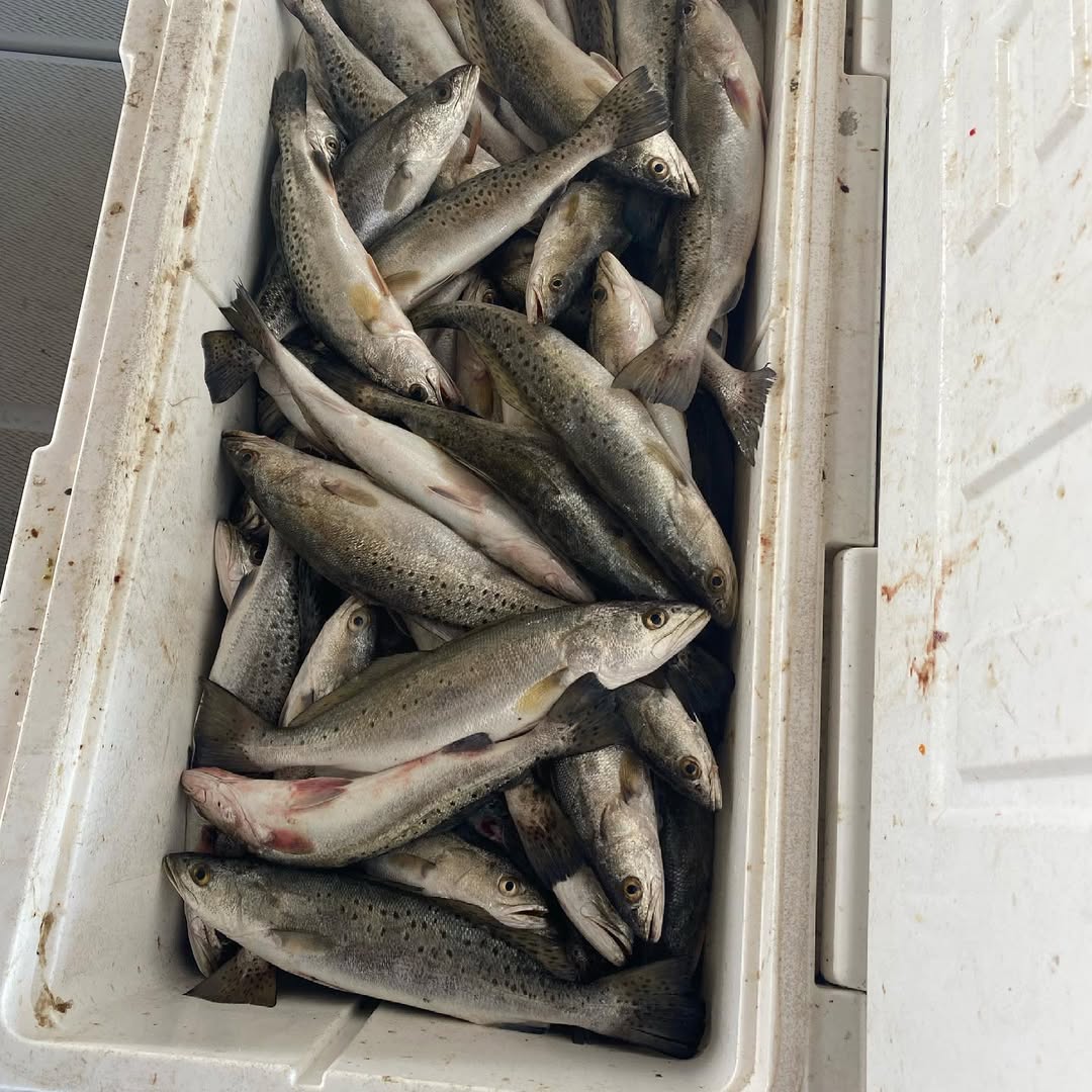 Fresh caught speckled trout in cooler from Theriot Louisiana fishing trip