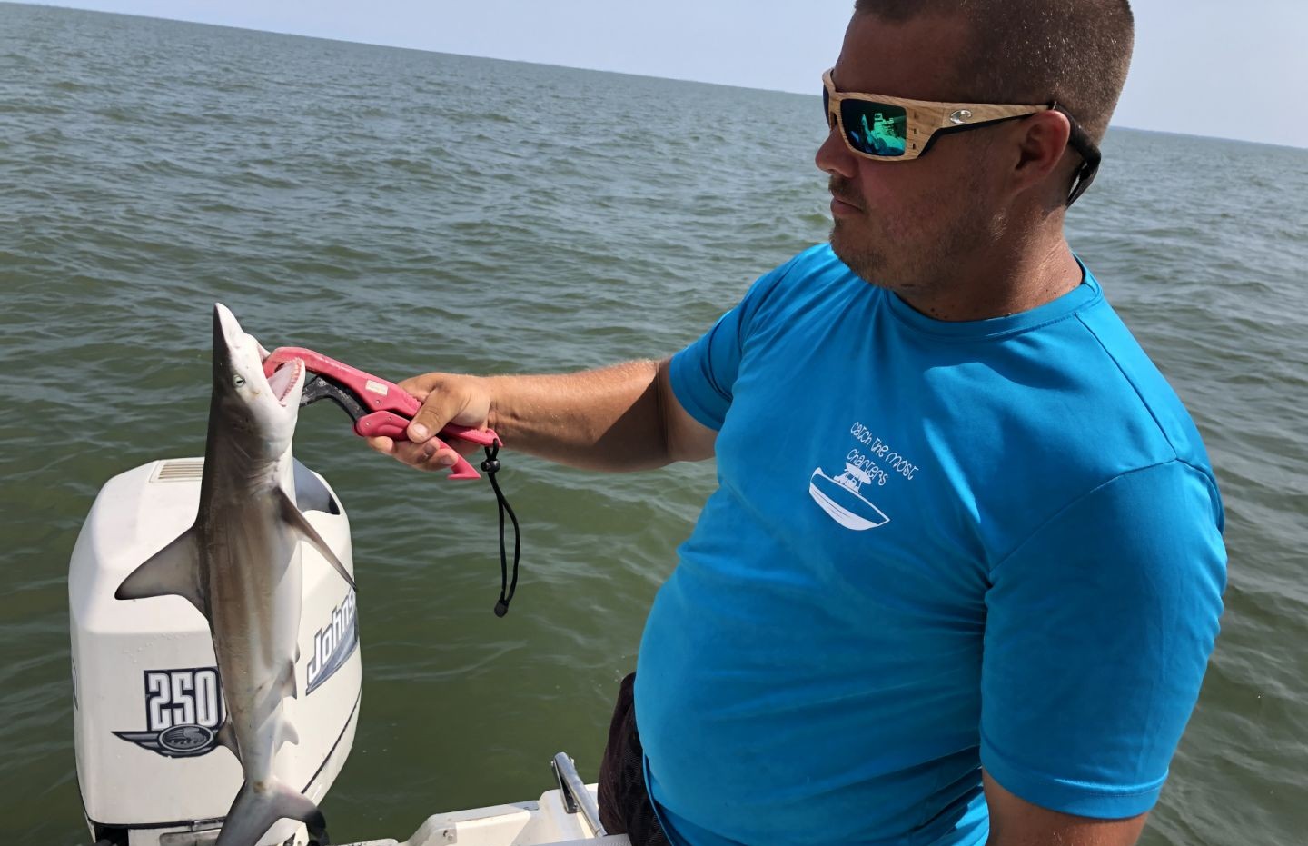 Blacktip shark being tagged during fishing research in Apalachicola FL waters