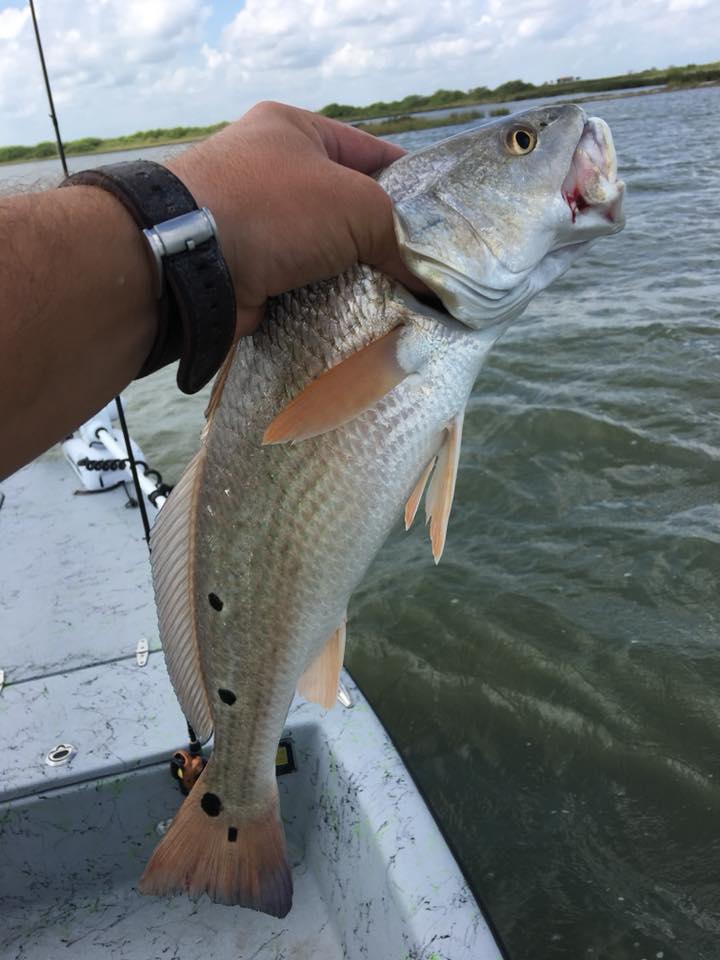 Angler holding a 19-inch Redfish in Rockport