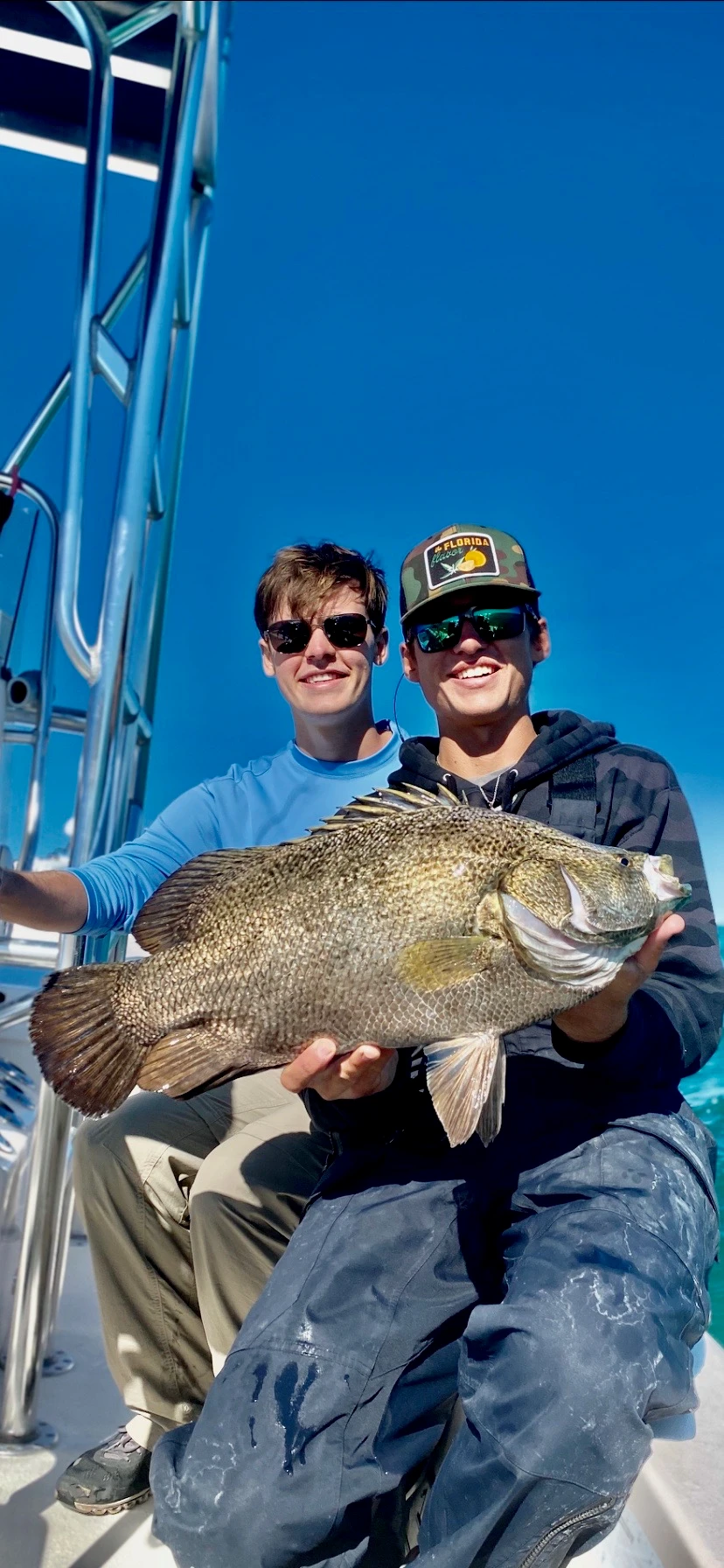 A large tripletail fish caught in Sarasota, Florida