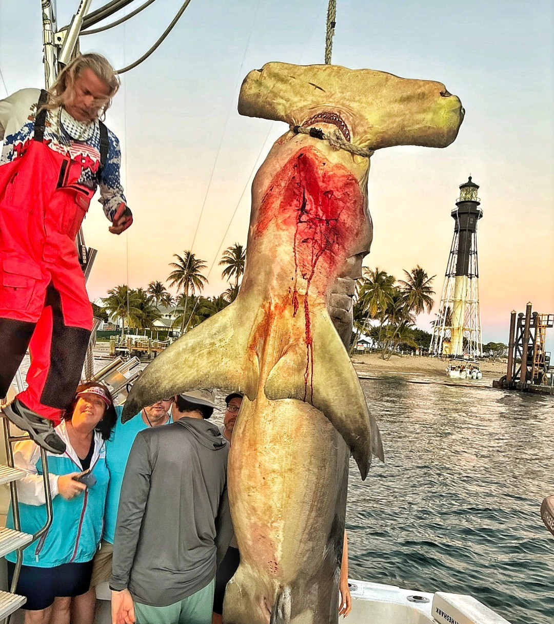 Large scalloped hammerhead shark caught on fishing boat in Pompano Beach FL