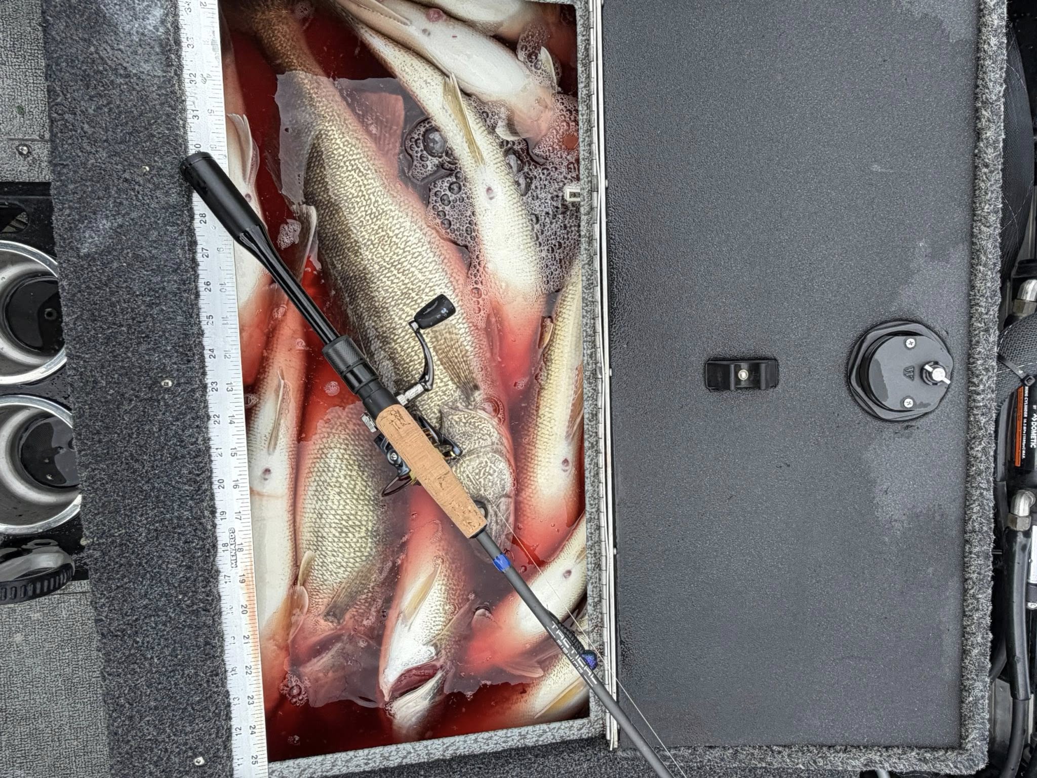 Fresh caught fish in cooler with fishing rod in Detroit MI