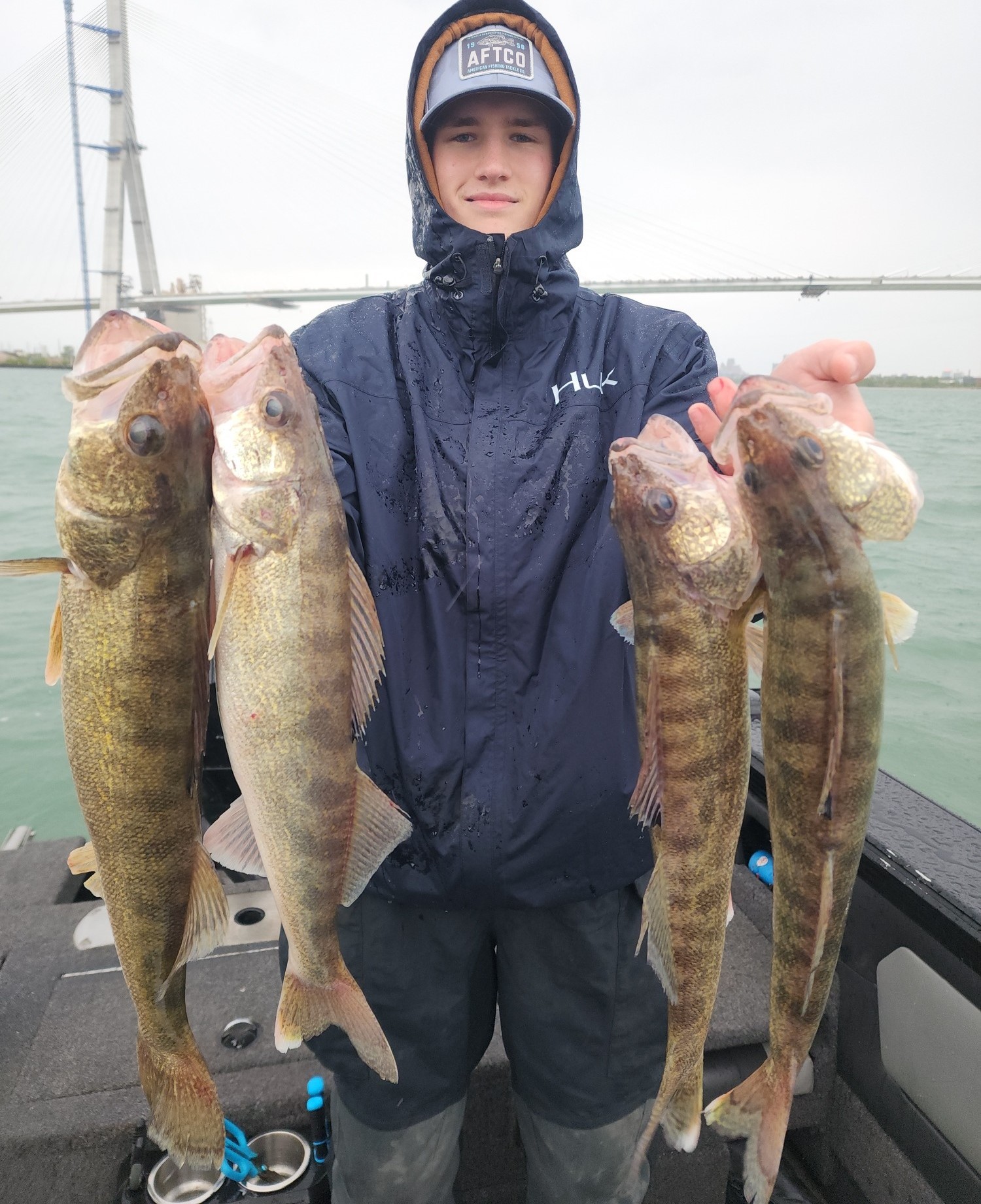 Multiple walleye caught while fishing in Detroit MI displayed on boat deck
