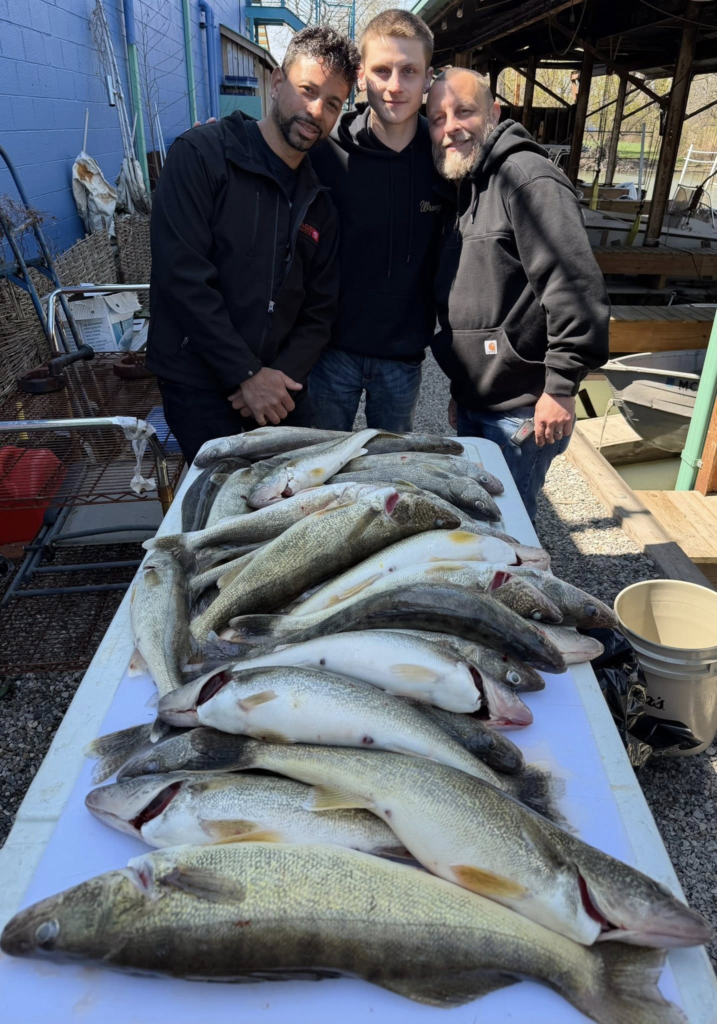 Fresh caught walleye and pike-perch displayed on cleaning table in Detroit Michigan fishing trip
