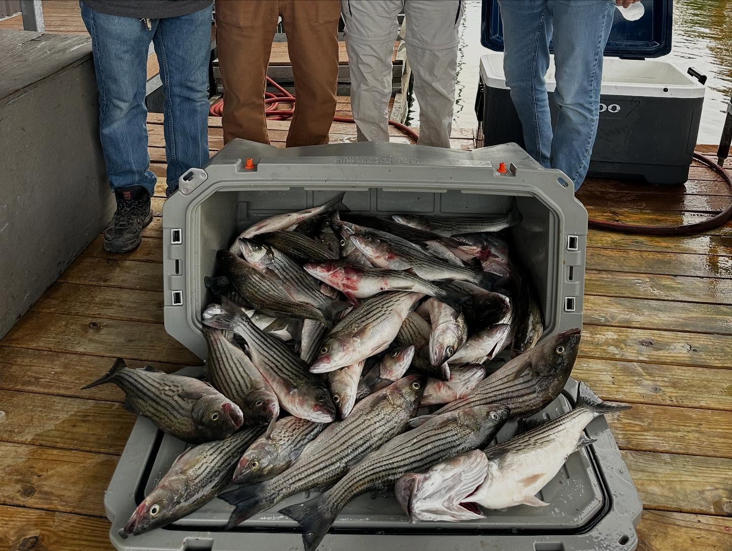 Five striped bass caught while fishing in Pottsboro