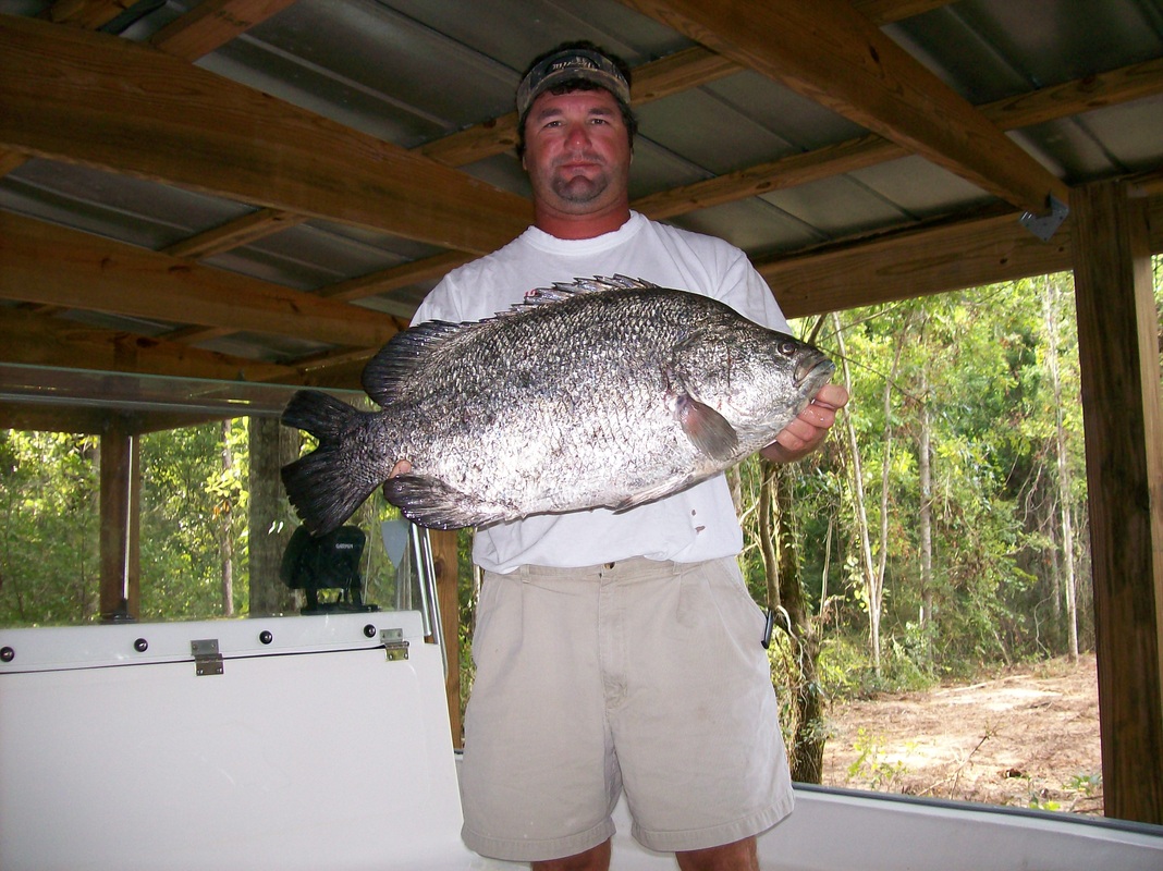 Tripletail fish caught in Fairhope