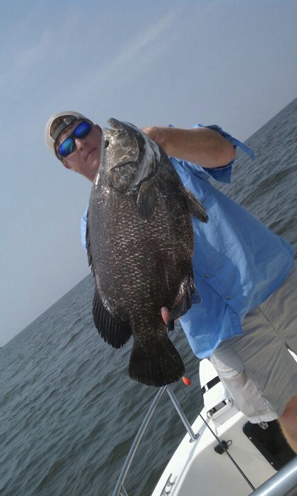 Tripletail fish caught in Fairhope