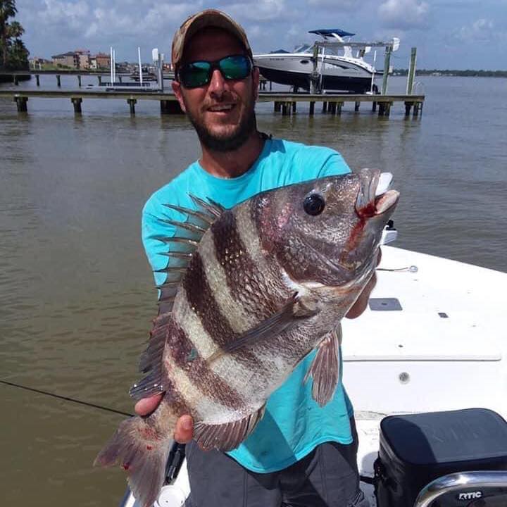Sheepshead fish caught in TX